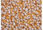 Продаем зерно кукурузы