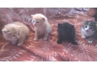 Котятки
