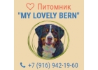 Питомник бернских зенненхундовMY LOVELY BERN